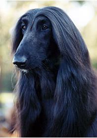 afghan_hound_03.jpg