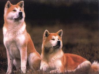 Akita%20Inu.jpg