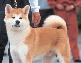 akita_inu.jpg